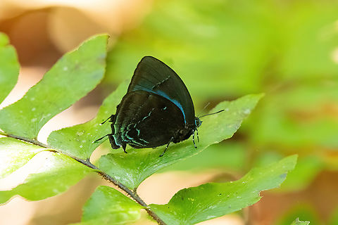 Pale-clubbed Hairstreak (Denivia hemon) Hacienda Herrera, Madre de Dios, Peru. Aug 29, 2023 Denivia hemon,Geotagged,Pale-clubbed Hairstreak,Peru,Winter