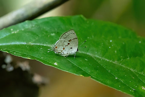 Chutes-and-ladders Hairstreak (Celmia celmus) Hacienda Herrera, Madre de Dios, Peru. Aug 29, 2023 Celmia celmus,Chutes-and-ladders Hairstreak,Geotagged,Peru,Winter