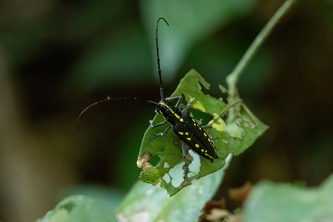 Taeniotes orbignyi (Cerambycidae) Hacienda Herrera, Madre de Dios, Peru. Aug 29, 2023 Geotagged,Peru,Taeniotes orbignyi,Winter