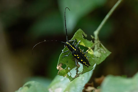 Taeniotes orbignyi (Cerambycidae) Hacienda Herrera, Madre de Dios, Peru. Aug 29, 2023 Geotagged,Peru,Taeniotes orbignyi,Winter