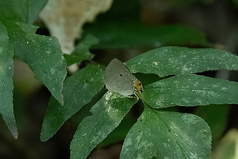 Iaspis temesa (Lycaenidae) Hacienda Herrera, Madre de Dios, Peru. Aug 29, 2023 Geotagged,Iaspis temesa,Peru,Winter