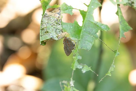 Pelolasia eumedia (Riodinidae) Hacienda Herrera, Madre de Dios, Peru. Aug 29, 2023 Geotagged,Pelolasia eumedia,Peru,Winter