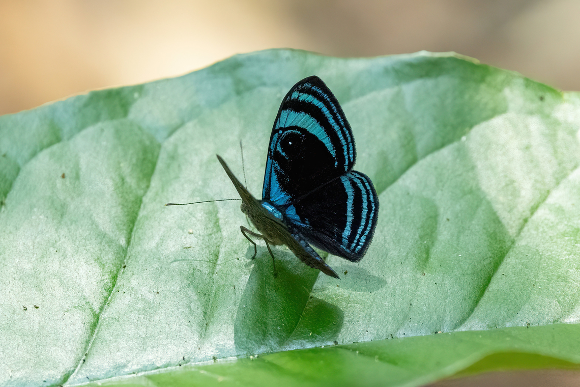 Mesosemia thera (Riodinidae) Hacienda Herrera, Madre de Dios, Peru. Aug 29, 2023 Geotagged,Mesosemia thera,Peru,Winter