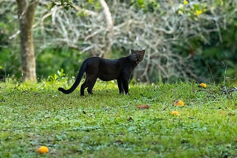Jaguarundi (Herpailurus yagouaroundi) Hacienda Herrera, Madre de Dios, Peru. Aug 29, 2023 Geotagged,Herpailurus yagouaroundi,Jaguarundi,Peru,Winter