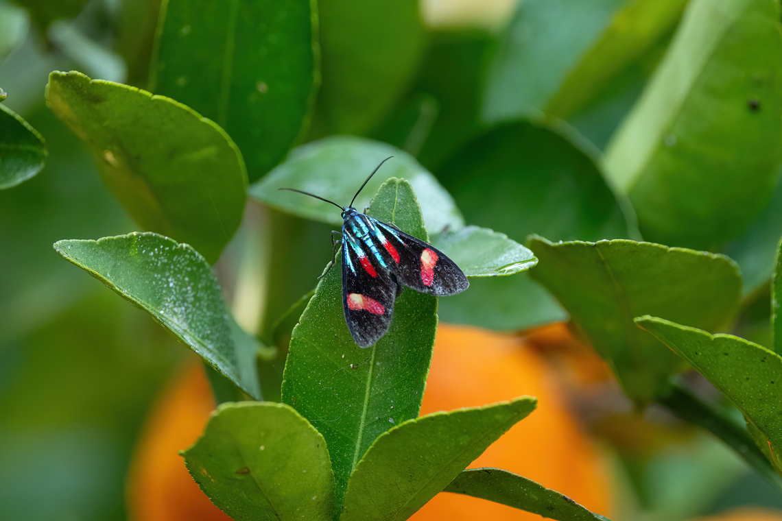 Uranophora maranhaonis (Ctenuchina) Hacienda Herrera, Madre de Dios, Peru. Aug 29, 2023 Geotagged,Peru,Uranophora maranhaonis,Winter