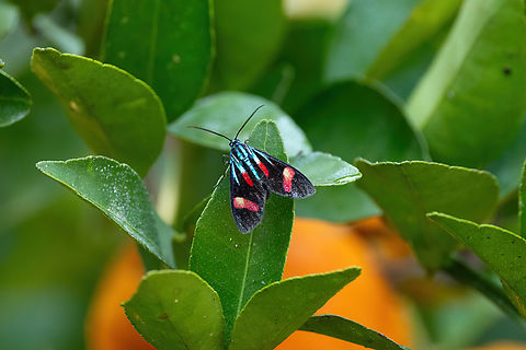 Uranophora maranhaonis