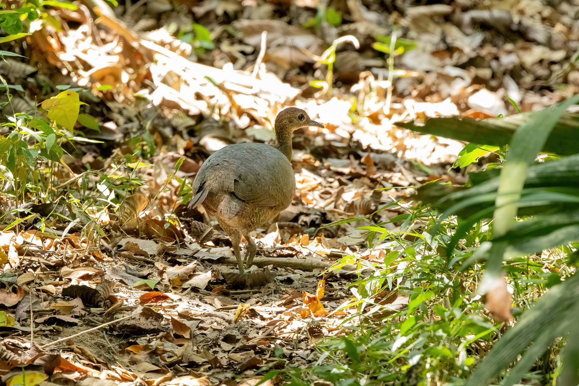 Great tinamou (Tinamus major) Concesion el Quinillal, Ucayali, Peru. Aug 16, 2023 Geotagged,Great tinamou,Peru,Tinamus major,Winter