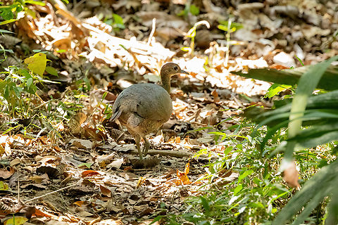 Great tinamou (Tinamus major) Concesion el Quinillal, Ucayali, Peru. Aug 16, 2023 Geotagged,Great tinamou,Peru,Tinamus major,Winter