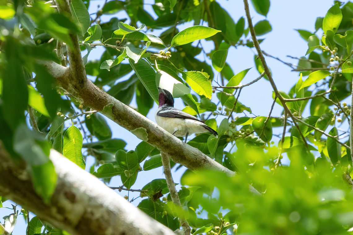 Purple-throated cotinga (Porphyrolaema porphyrolaema) Concesion el Quinillal, Ucayali, Peru. Aug 16, 2023 Geotagged,Peru,Porphyrolaema porphyrolaema,Purple-throated cotinga,Winter