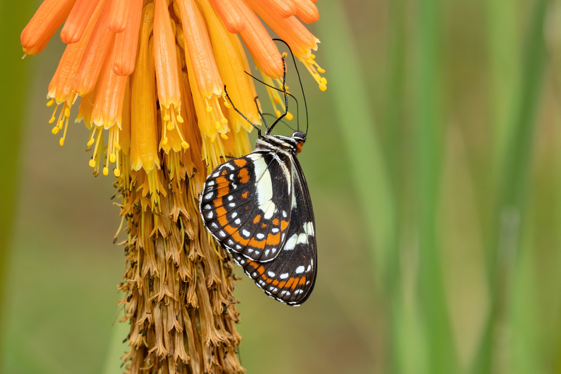 Elzunia pavonii (Nymphalidae) Amazilia Bioreserva, Amazonas, Peru. Oct 1, 2023 Elzunia pavonii,Geotagged,Peru,Spring