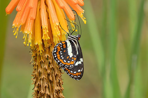 Elzunia pavonii (Nymphalidae) Amazilia Bioreserva, Amazonas, Peru. Oct 1, 2023 Elzunia pavonii,Geotagged,Peru,Spring