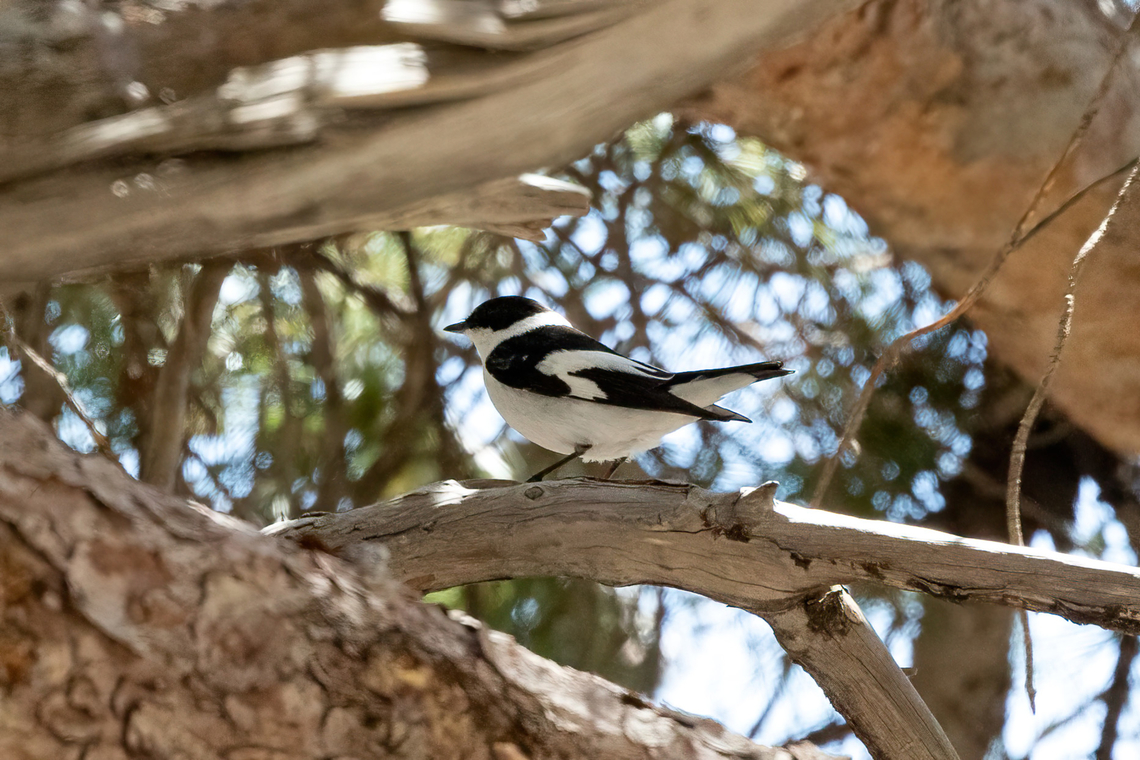 Collared flycatcher (Ficedula albicollis) Rouvas Gorge, Crete. Mar 31, 2023 Collared flycatcher,Ficedula albicollis,Geotagged,Greece,Spring