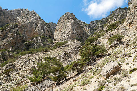 Turkish Pine (Pinus brutia) Rouvas Gorge, Crete. Mar 31, 2023 Geotagged,Greece,Pinus brutia,Spring