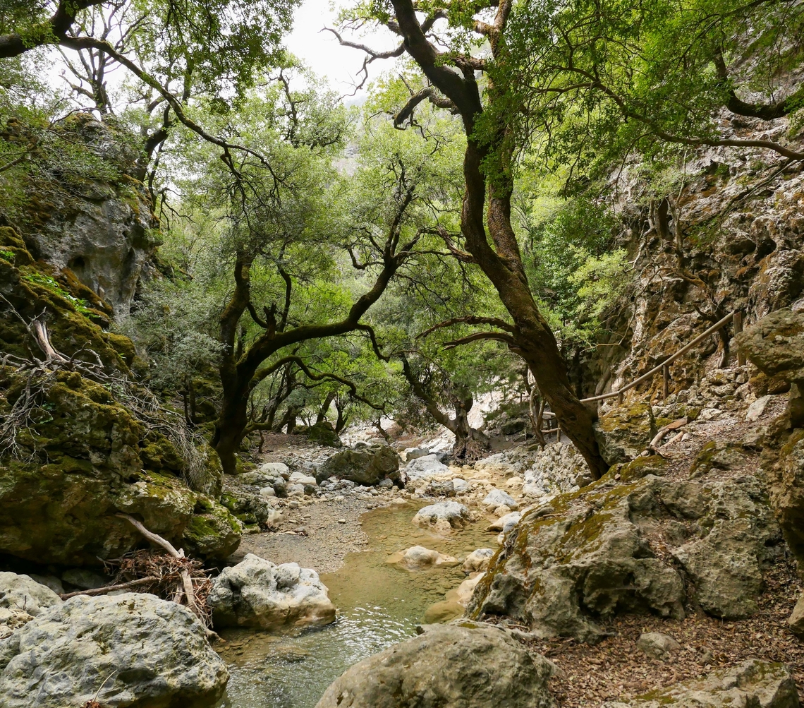 Kermes oak (Quercus coccifera) Rouvas Gorge, Crete. Mar 31, 2023 Geotagged,Greece,Kermes oak,Quercus coccifera,Spring