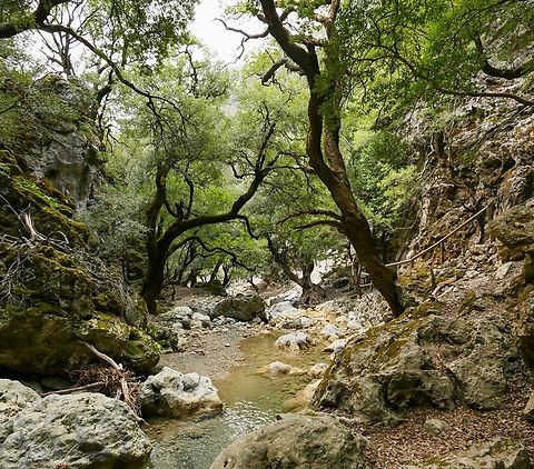 Kermes oak (Quercus coccifera) Rouvas Gorge, Crete. Mar 31, 2023 Geotagged,Greece,Kermes oak,Quercus coccifera,Spring
