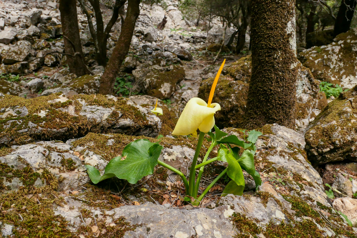 Cretan Arum (Arum creticum) Rouvas Gorge, Crete. Mar 31, 2023 Arum creticum,Cretan Arum,Geotagged,Greece,Spring