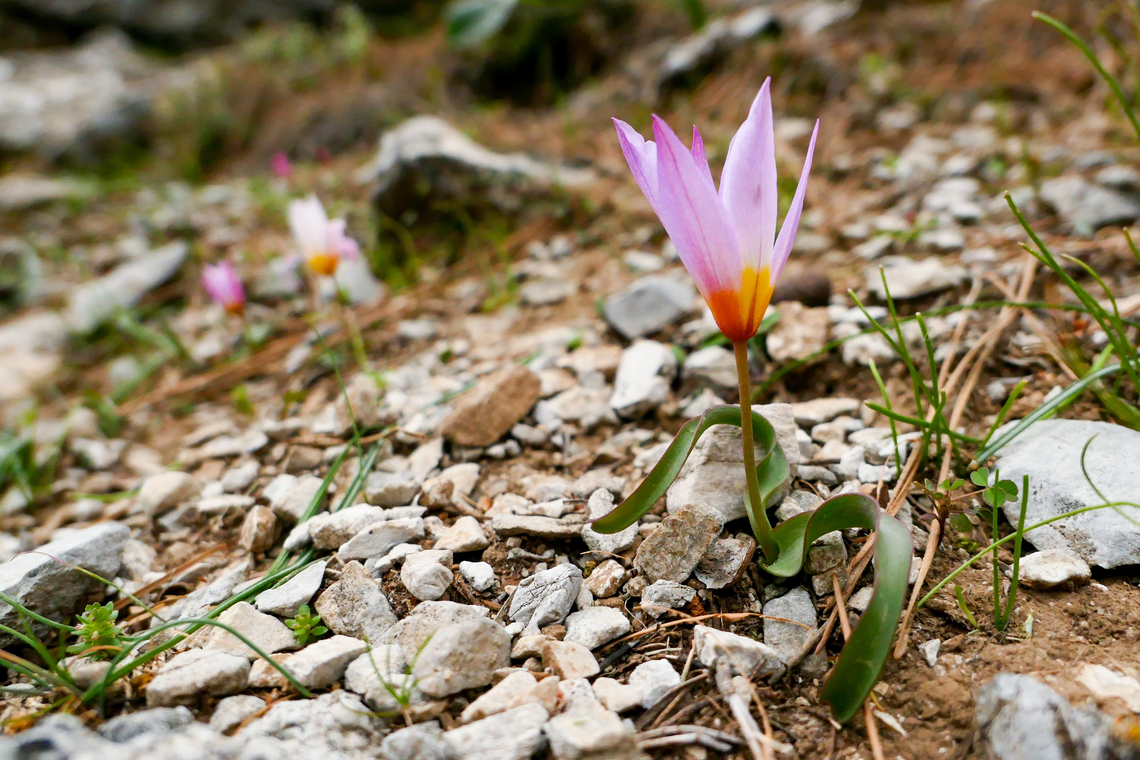 Cretan Tulip (Tulipa cretica) Rouvas Gorge, Crete. Mar 31, 2023 Geotagged,Greece,Spring,Tulipa cretica