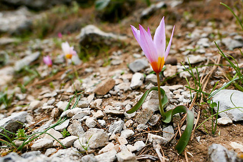 Cretan Tulip (Tulipa cretica) Rouvas Gorge, Crete. Mar 31, 2023 Geotagged,Greece,Spring,Tulipa cretica