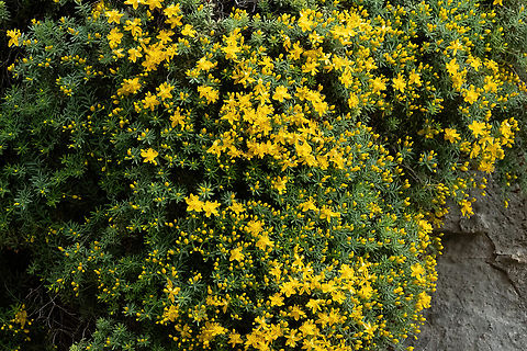 Crowberry-leaved St.-John's-Wort (Hypericum empetrifolium) Rouvas Gorge, Crete. Mar 31, 2023 Crowberry-leaved St.-John's-Wort,Geotagged,Greece,Hypericum empetrifolium,Spring