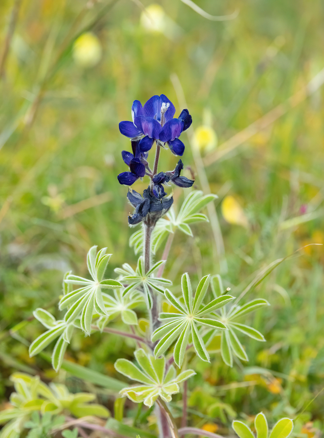 Blue Lupine (Lupinus pilosus) Grigoria, Crete. Mar 31, 2023 Blue Lupine,Geotagged,Greece,Lupinus pilosus,Spring