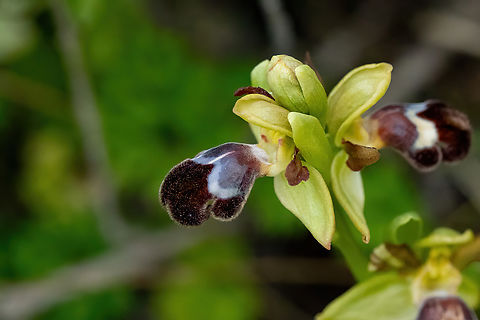 Omega Bee-Orchid (Ophrys omegaifera) Grigoria, Crete. Mar 31, 2023 Geotagged,Greece,Omega bee-orchid,Ophrys omegaifera,Spring