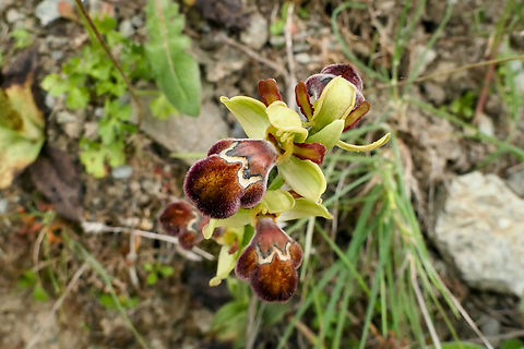 Omega bee-orchid (Ophrys omegaifera) Grigoria, Crete. Mar 31, 2023 Geotagged,Greece,Omega bee-orchid,Ophrys omegaifera,Spring