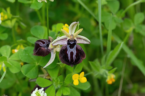 Ophrys grigoriana (Orchidaceae) Grigoria, Crete. Mar 31, 2023 Geotagged,Greece,Ophrys grigoriana,Spring
