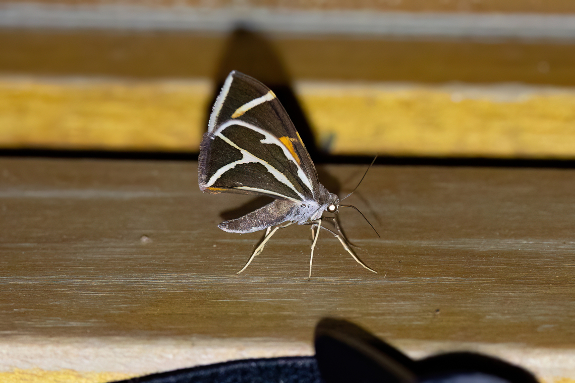 Stamnodes eurypepla (Geometridae) Amazilia Bioreserva, Amazonas, Peru. Oct 2, 2023 Geotagged,Peru,Spring,Stamnodes eurypepla