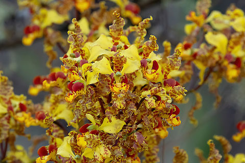 Cyrtopodium punctatum (Orchidaceae) Amazilia Bioreserva, Amazonas, Peru. Sep 29, 2023 Cyrtopodium punctatum,Geotagged,Peru,Spring