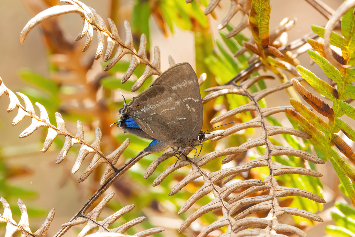 Parrhasius selika (Lycaenidae) Amazilia Bioreserva, Amazonas, Peru. Oct 11, 2023 Geotagged,Parrhasius selika,Peru,Spring