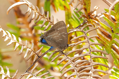 Parrhasius selika (Lycaenidae) Amazilia Bioreserva, Amazonas, Peru. Oct 11, 2023 Geotagged,Parrhasius selika,Peru,Spring