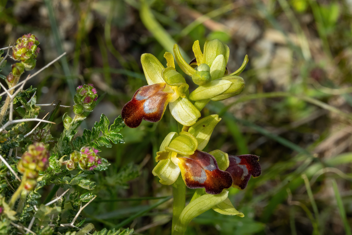 Ophrys creberrima (Orchidaceae) Spili, Crete. Apr 1, 2023 Geotagged,Greece,Ophrys creberrima,Spring