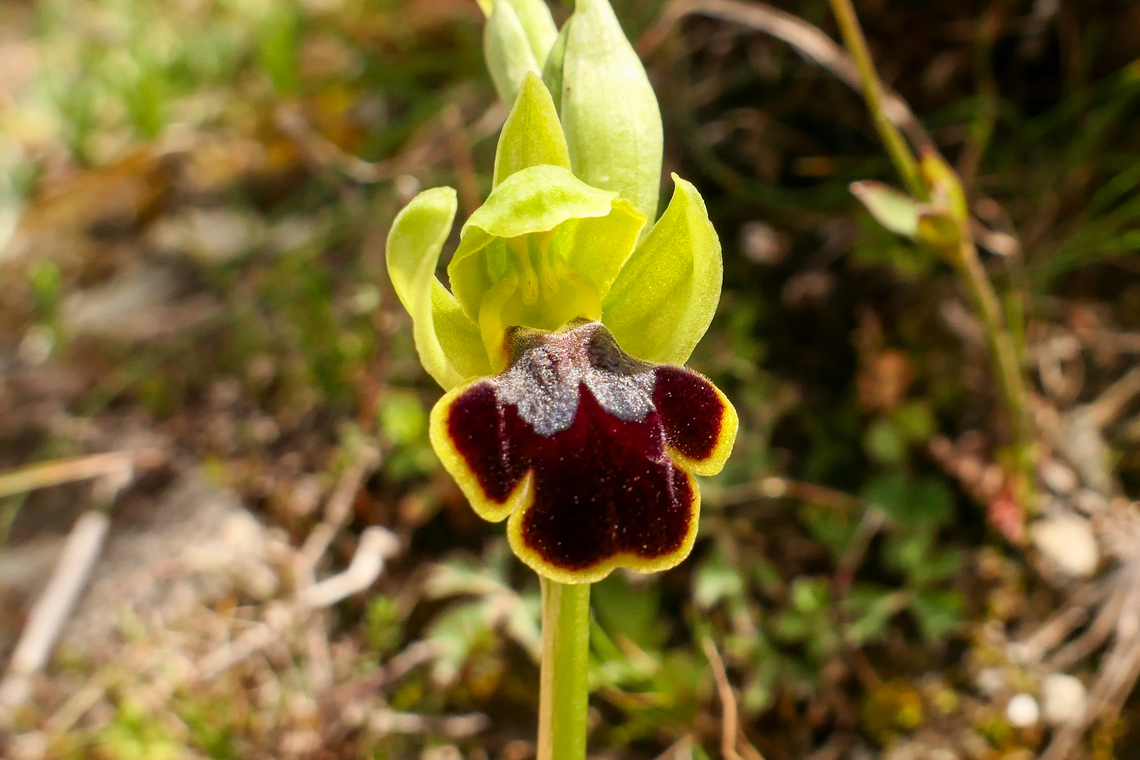 Ophrys phaidra (Orchidaceae) Spili, Crete. Apr 1, 2023 Geotagged,Greece,Ophrys phaidra,Spring