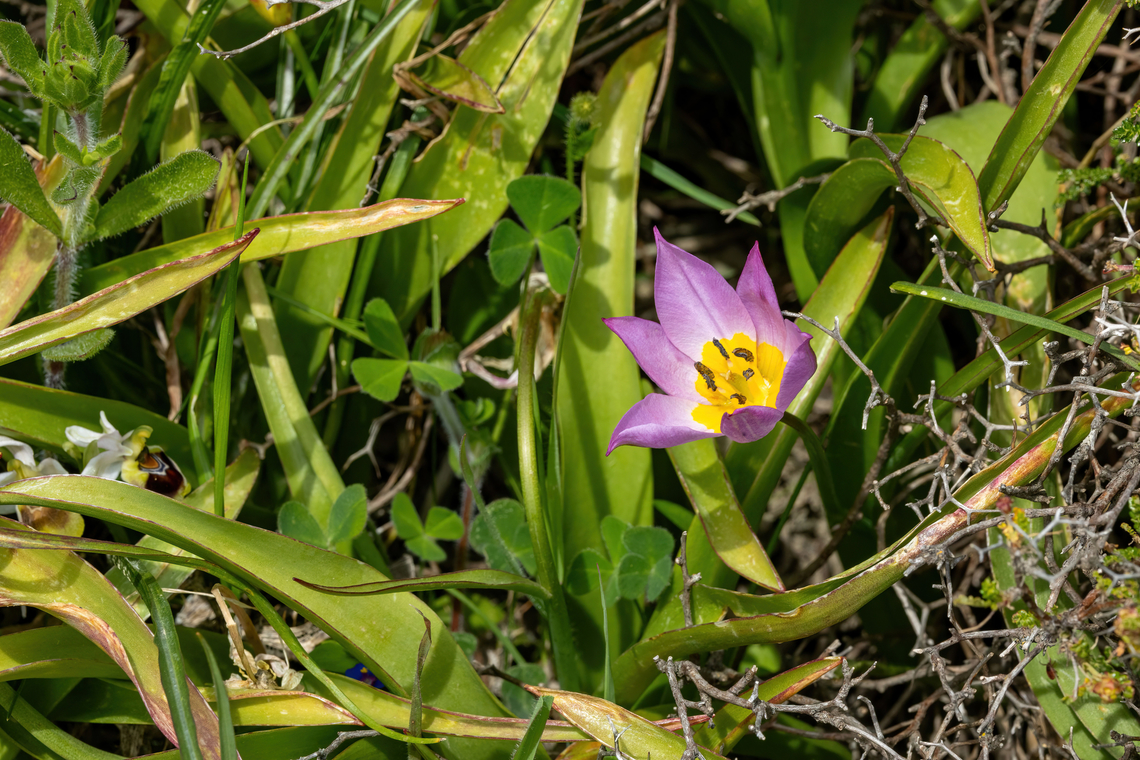 Cretan Tulip (Tulipa saxatilis) Spili, Crete. Apr 1, 2023 Geotagged,Greece,Spring,Tulipa saxatilis