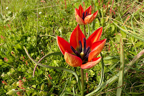 Orange wild tulip (Tulipa orphanidea) Spili, Crete. Apr 1, 2023 Geotagged,Greece,Spring,Tulipa orphanidea