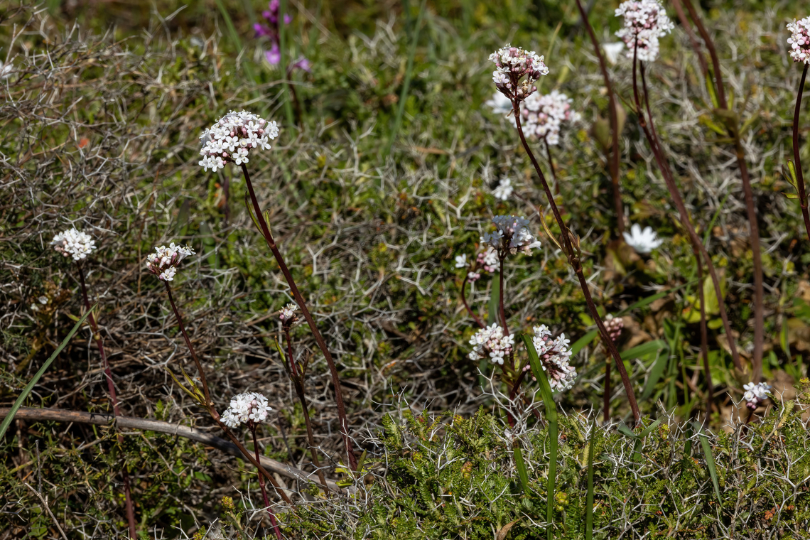 Cretan Valerian (Valeriana asarifolia) Spili, Crete. Apr 1, 2023 Cretan Valerian,Geotagged,Greece,Valeriana asarifolia