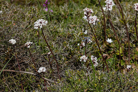 Cretan Valerian (Valeriana asarifolia) Spili, Crete. Apr 1, 2023 Cretan Valerian,Geotagged,Greece,Valeriana asarifolia
