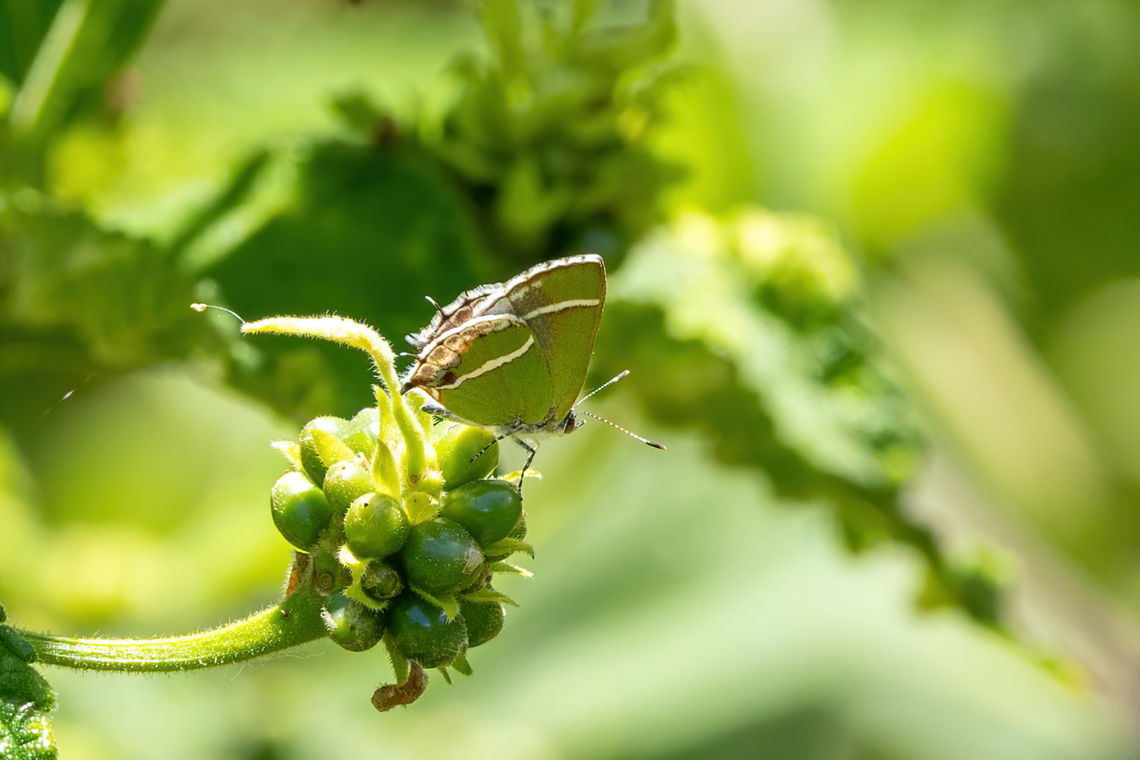 Silver-banded Hairstreak (Chlorostrymon simaethis) Amazilia Bioreserva, Amazonas, Peru. Oct 11, 2023 Chlorostrymon simaethis,Geotagged,Peru,Silver-banded hairstreak,Spring