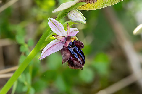 Ophrys spruneri (Orchidaceae) Spili, Crete. Apr 1, 2023 Geotagged,Greece,Ophrys spruneri