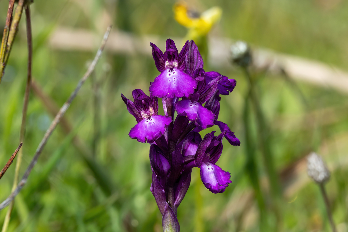 Anacamptis boryi (Orchidaceae) Spili, Crete. Apr 1, 2023 Anacamptis boryi,Geotagged,Greece