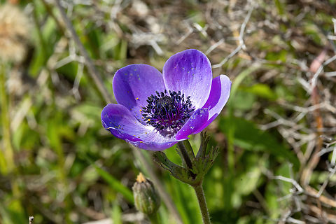 Poppy anemone (Anemone coronaria) Spili, Crete. Apr 1, 2023 Anemone coronaria,Geotagged,Greece,Poppy anemone,Spring