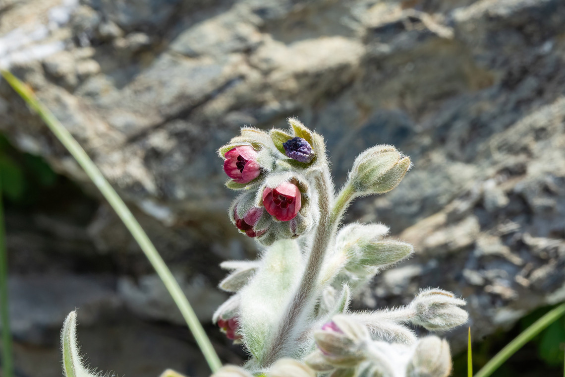 Cynoglossum columnae (Boraginaceae) Spili, Crete. Apr 1, 2023 Cynoglossum columnae,Geotagged,Greece,Spring