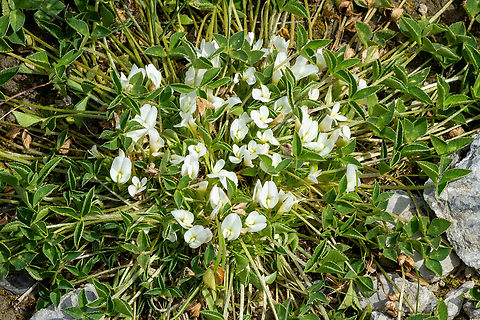 One-flowered Clover (Trifolium uniflorum) Spili, Crete. Apr 1, 2023 Geotagged,Greece,One-flowered Clover,Spring,Trifolium uniflorum