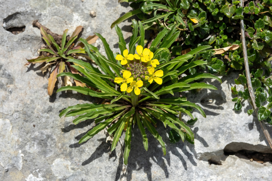 Erysimum raulinii (Brassicaceae) Spili, Crete. Apr 1, 2023 Erysimum raulinii,Geotagged,Greece,Spring