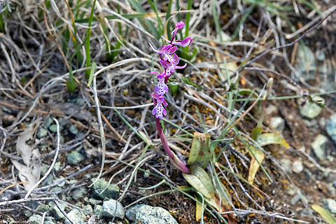 Cretan Orchis (Orchis sitiaca) Spili, Crete. Apr 1, 2023 Cretan Orchis,Geotagged,Greece,Orchis sitiaca,Spring