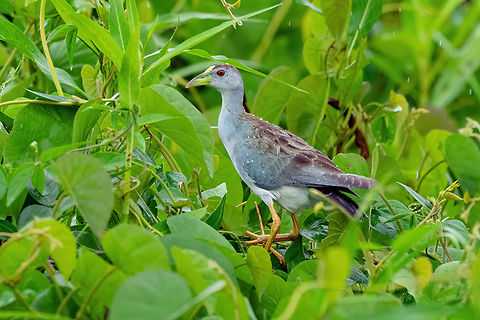 Azure gallinule (Porphyrio flavirostris) Cashivococha, Ucayali, Peru. Aug 13, 2023 Azure gallinule,Geotagged,Peru,Porphyrio flavirostris,Winter