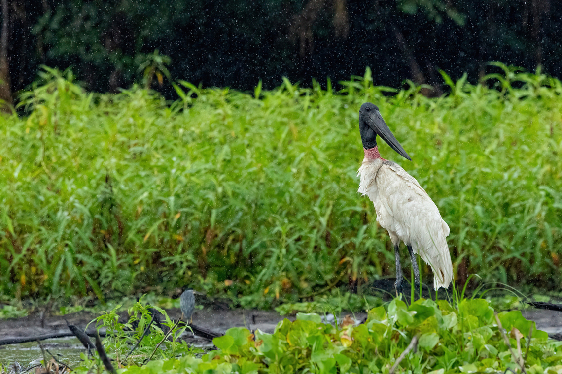 Jabiru (Jabiru mycteria) Cashivococha, Ucayali, Peru. Aug 13, 2023 Geotagged,Jabiru,Jabiru mycteria,Peru,Winter