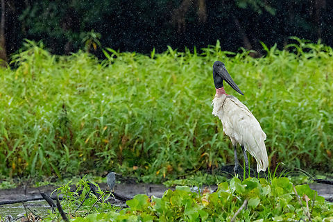 Jabiru (Jabiru mycteria) Cashivococha, Ucayali, Peru. Aug 13, 2023 Geotagged,Jabiru,Jabiru mycteria,Peru,Winter