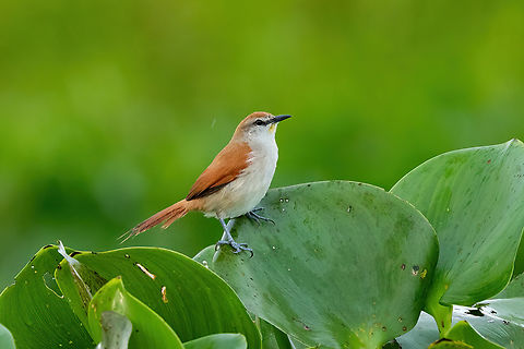 Yellow-chinned spinetail (Certhiaxis cinnamomeus) Cashivococha, Ucayali, Peru. Aug 13, 2023 Certhiaxis cinnamomeus,Geotagged,Peru,Winter,Yellow-chinned spinetail