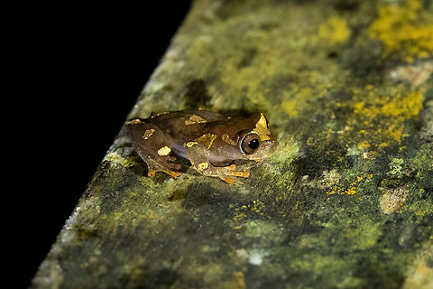 Mottled Clown Treefrog (Dendropsophus sarayacuensis) Cashivococha, Ucayali, Peru. Aug 13, 2023 Dendropsophus sarayacuensis,Geotagged,Peru,Winter